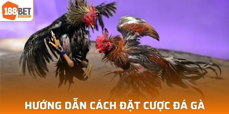 Các bước để đặt cược đá gà 188BET cho cược thủ mới